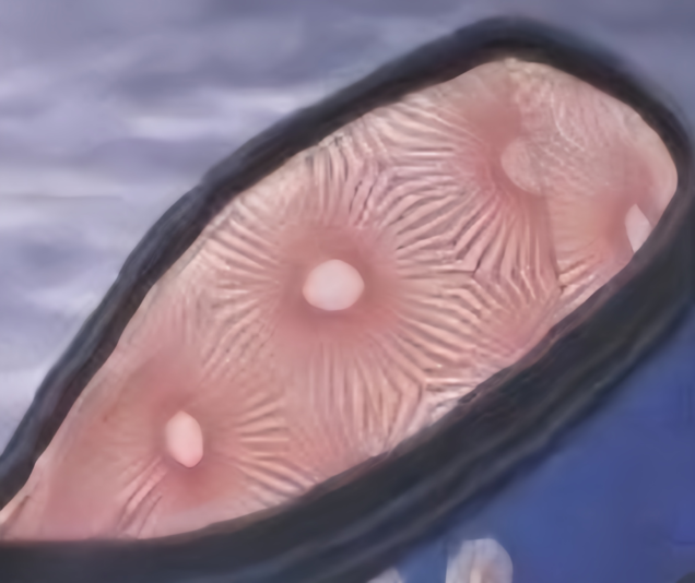 bTN4SnBhK2prb3ltcmp1Y09tNnhGNGhZM3F4U3l2UG5zOEh0c1NKRnBWWT0_副本