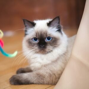Profile photo of AzureWhispers